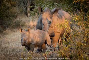 Rhinos. Small group photo tours