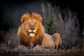 Male Lion South Africa. Copyright Stu Porter Photography