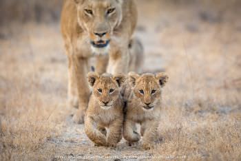 Two small Lions cubs. WILD4 African Photographic Safaris