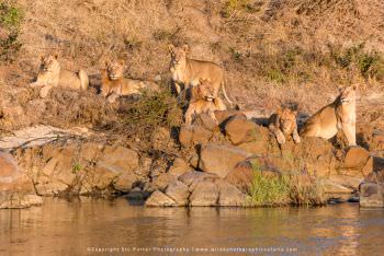 Lion pride next to river. WILD4 African Photographic Safaris