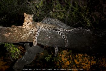 Leopard on a night drive at MalaMala