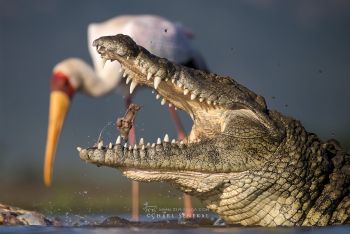 Crocodile and stork