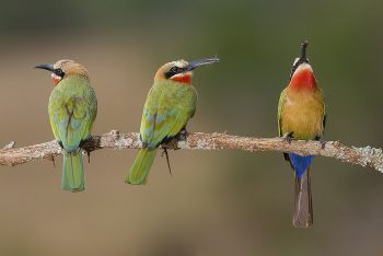 White Fronted Bee-eaters