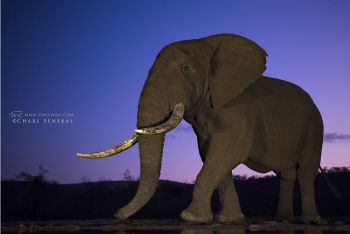 Bull Elephant arriving for a drink