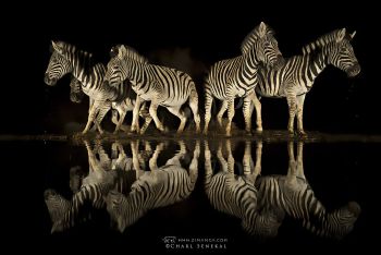 Zebra at the night hide, Zimanga