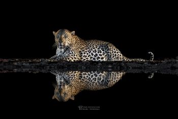 Leopard at the night hide