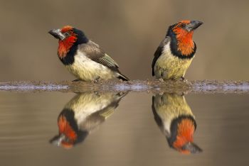 Black Collared Barbets