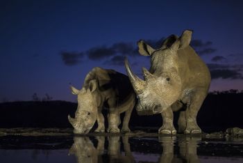 White Rhino