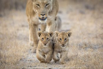 Lioness with two small cubs