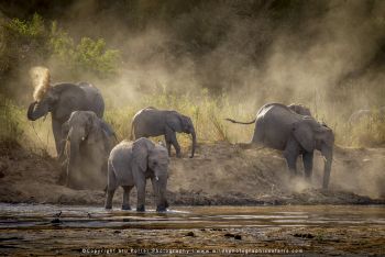 Herd of Elephants MalaMala