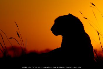 Cheetah at sunset