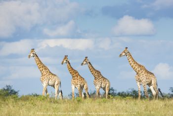 Giraffe at MalaMala copyright, Stu Porter