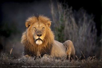 Male Lion, MalaMala