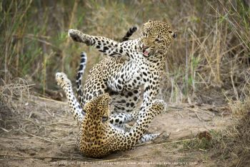 Leopards mating