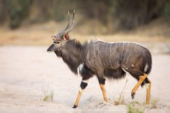 Nyala bull. Copyright Stu Porter Photography