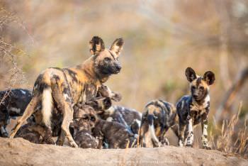 African Wild dogs endangered. Copyright Stu Porter Photography