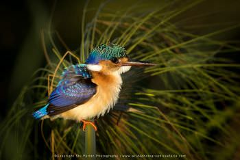 Juvenile Malachite Kingfisher. Copyright Stu Porter Photography