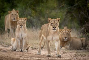 Lion pride. Mala Mala Photographic tour