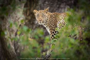 Leopard in tree. Mala Mala Photographic tour