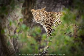 Leopard in tree. Mala Mala Photographic tour