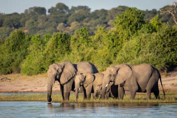 Elephants drinking. Chobe River Photography Botswana
