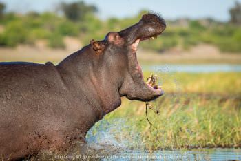 Hippo yawning. Chobe River Photography Botswana