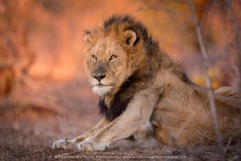 Male Lion. Mala Mala Photographic tour