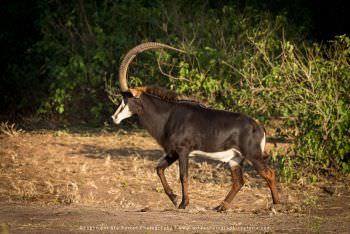 Bull Sable. Chobe River Photography Botswana