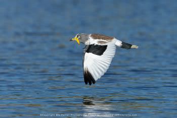 White Crowned Lapwing. Copyright Stu Porter Photography