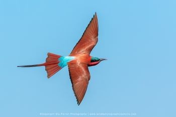 Carmine Bee eater. Chobe River Photography Botswana