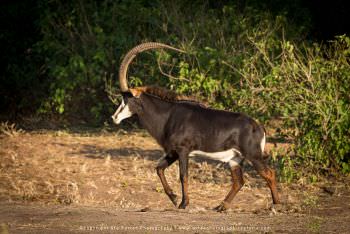 Bull Sable. Chobe River Photography Botswana