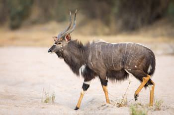 Nyala bull. Copyright Stu Porter Photography