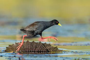 Black Crake. Copyright Stu Porter Photography