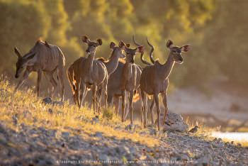 Greater Kudus. Chobe River Photography Botswana