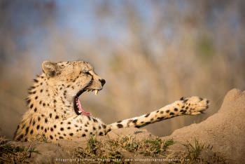 Cheetah yawning. Mala Mala Photographic tour