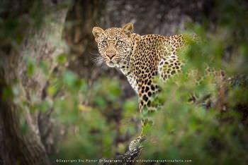 Leopard in tree. Mala Mala Photographic tour