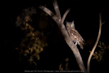 Spotted Eagle Owl. Copyright Stu Porter Photography