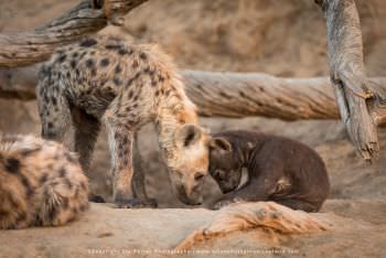 Spotted hyaena. Mala Mala Photographic tour