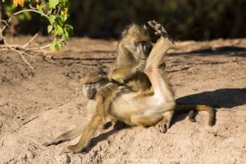 Chacma Baboon. Chobe River Photography Botswana