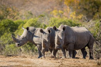 White Rhinos. Copyright Stu Porter Photography