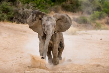 Elephant charging. Mala Mala Photographic tour