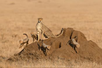 WILD4 Photo Safaris