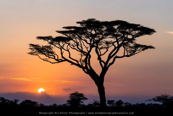 Sunrise tree. Photo by Stu Porter
