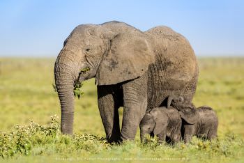 Elephant female with twin babies. Ndutu Photography Safari Tanzania