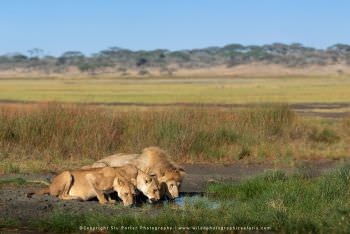 Lions drinking. African Wildlife images by Stu Porter