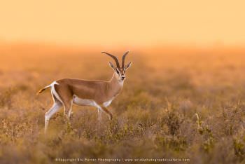 Grant's Gazelle. African Wildlife images by Stu Porter