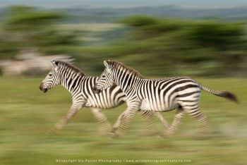 Zebra panning running. Ndutu Photography Safari Tanzania