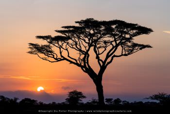 Sunrise tree. Photo by Stu Porter