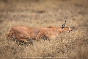 Caracal. Photo by Stu Porter