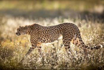 Cheetah. African Wildlife images by Stu Porter